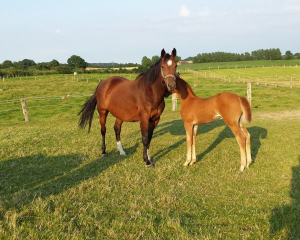 broodmare U-Mette (Holsteiner, 2004, from Con Air)