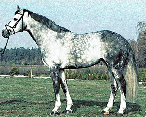 Deckhengst Landilot (Westfale, 1998, von Langenhagen)