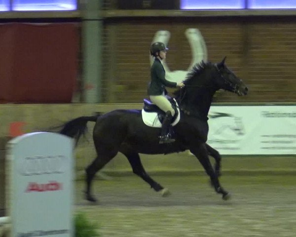 Reitturnier Köln-Leverkusen 2019