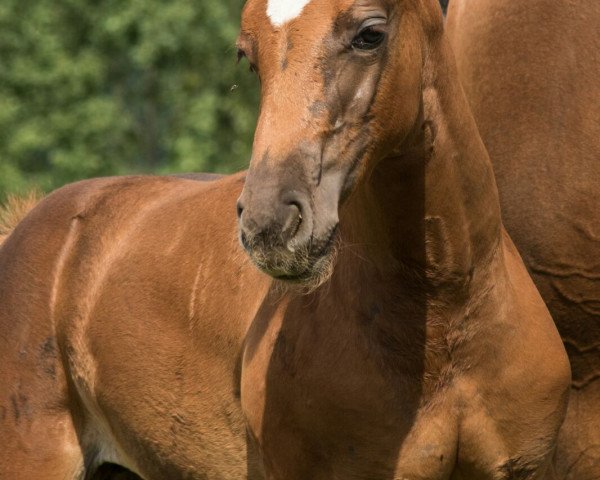 broodmare Raquel (Bavarian, 2016, from Bossanova 28)