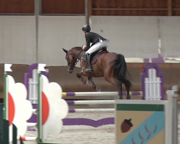 Reitturnier Tremsdorf, Eichenhof 2019