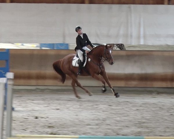 Reitturnier Tremsdorf, Eichenhof 2019
