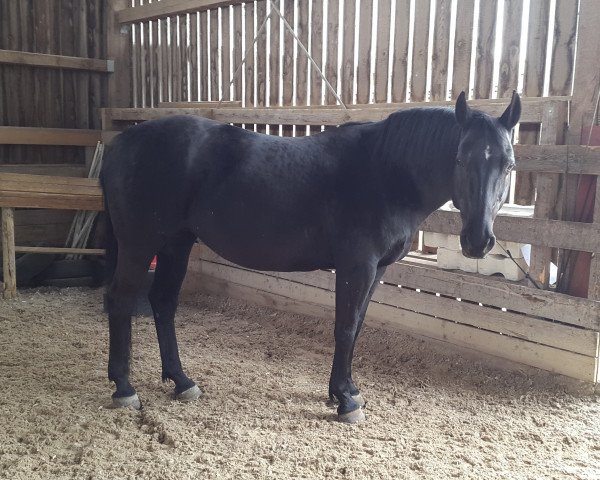 dressage horse Mia 96 (Württemberger, 2003, from Metteur)