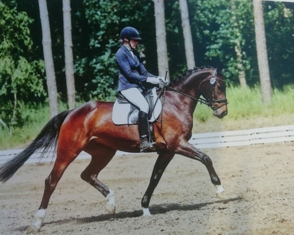 dressage horse Ti Feel The Rythem (Oldenburg, 2011, from Fidertanz)