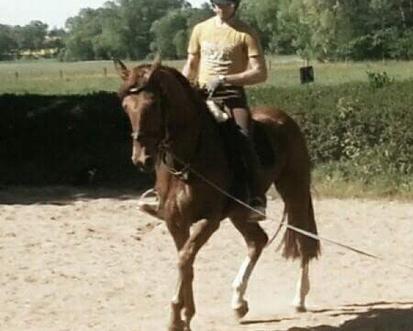 broodmare Golden Wings (Oldenburg, 2011, from Fürst Fugger)