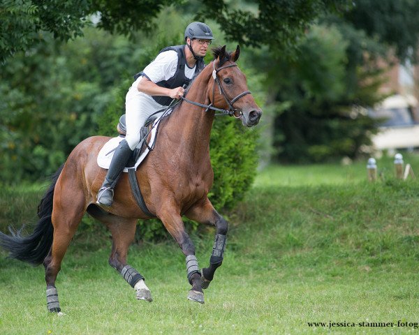 Springpferd Dragon 111 (Oldenburger, 2011, von Danone 4)
