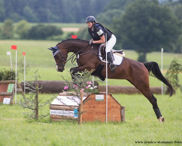 jumper D' Herencia (Württemberger, 2011, from Don Diamond)