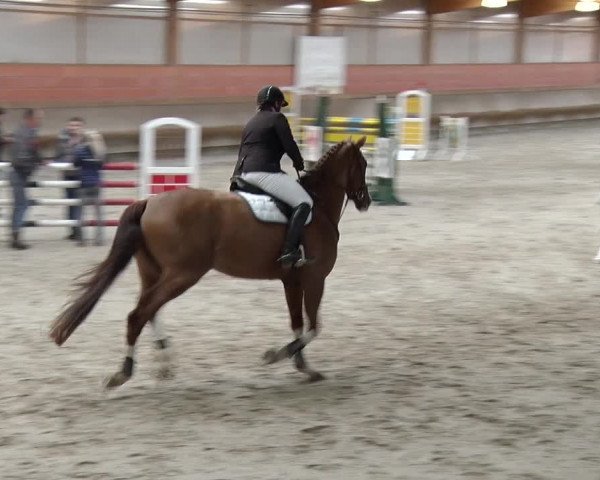 Reitturnier Tremsdorf, Eichenhof 2019