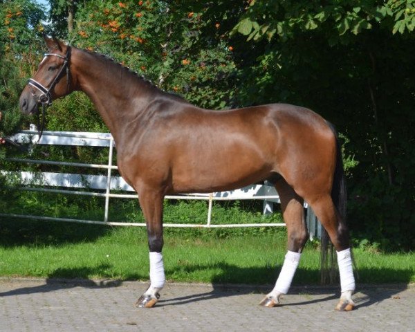 dressage horse Da Vinci 305 (Hanoverian, 2012, from Dancier)