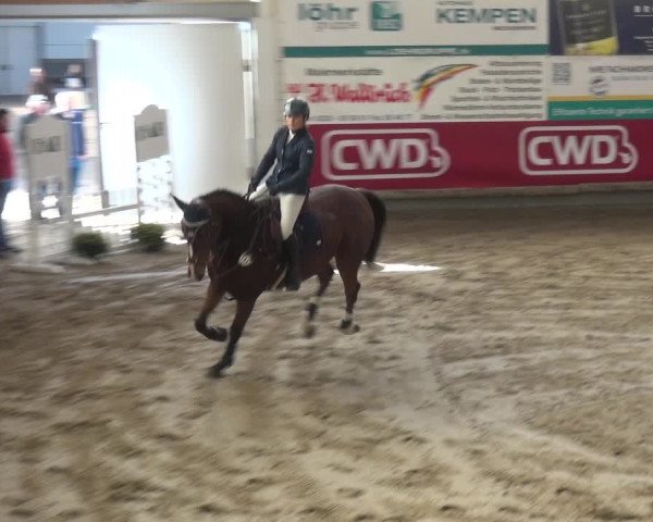 Reitturnier Wachtberg-Adendorf 2019