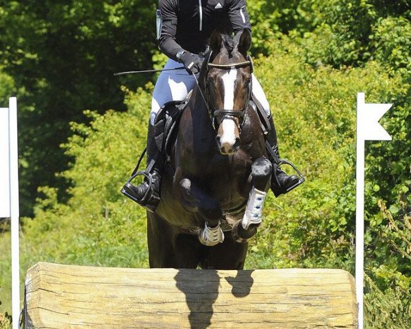 jumper PK Indian Summer (Holsteiner, 2010, from Ibisco xx)
