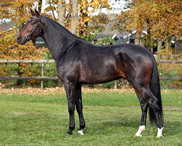stallion Hummer (KWPN (Royal Dutch Sporthorse), 2012, from Westpoint)