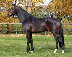 Deckhengst Hummer (KWPN (Niederländisches Warmblut), 2012, von Westpoint)
