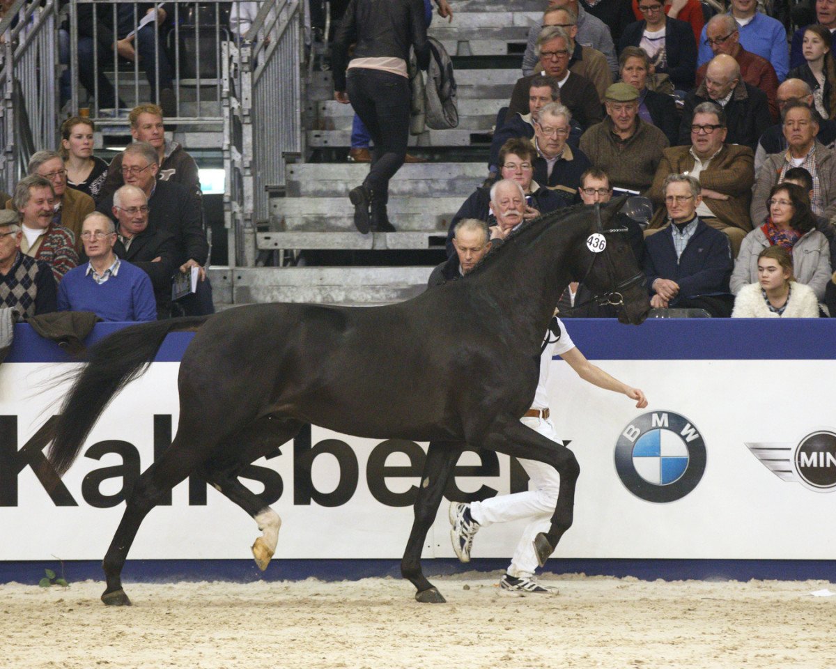 stallion Don Joe (KWPN (Royal Dutch Sporthorse), 2012, from Diego)