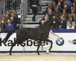 stallion Don Joe (KWPN (Royal Dutch Sporthorse), 2012, from Diego)