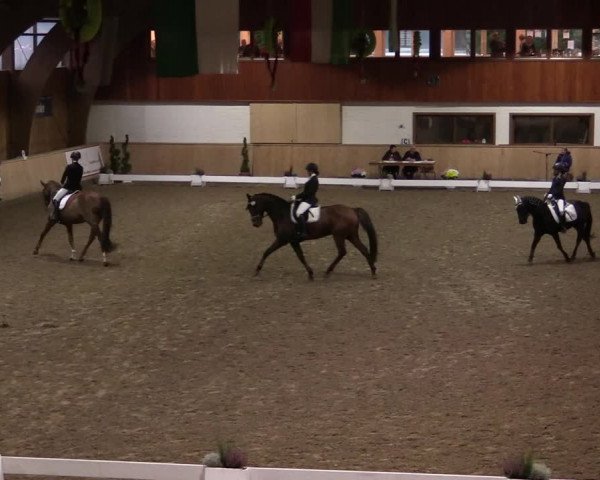 Reitturnier Hövelhof 2019