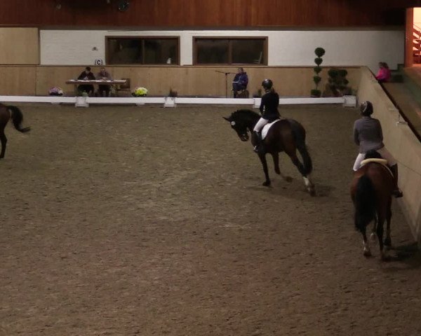 Reitturnier Hövelhof 2019