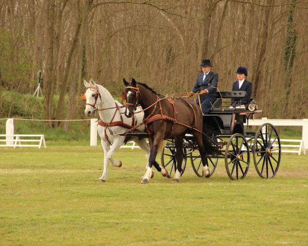 dressage horse Tequila (Westphalian, 2008, from Tabaluga)