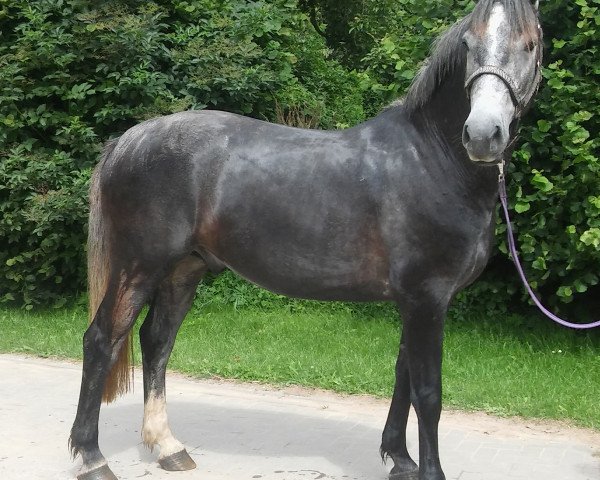 Pferd Wallach von Calandro / Indoctro (Holsteiner, 2013, von Calandro) Pferd Wallach von Calandro / Indoctro (Holsteiner, 2013, von Calandro)