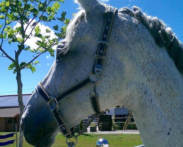 Dressurpferd Pino Colado 4 (Polnisches Warmblut, 2006, von Grand Amour)
