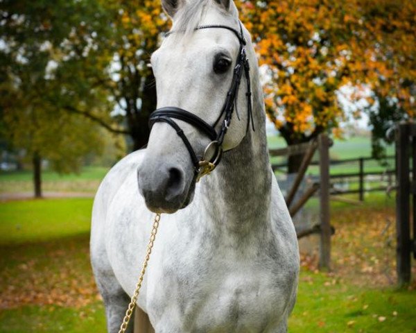 jumper The Great Gatsby II (KWPN (Royal Dutch Sporthorse), 2005, from Odermus R)