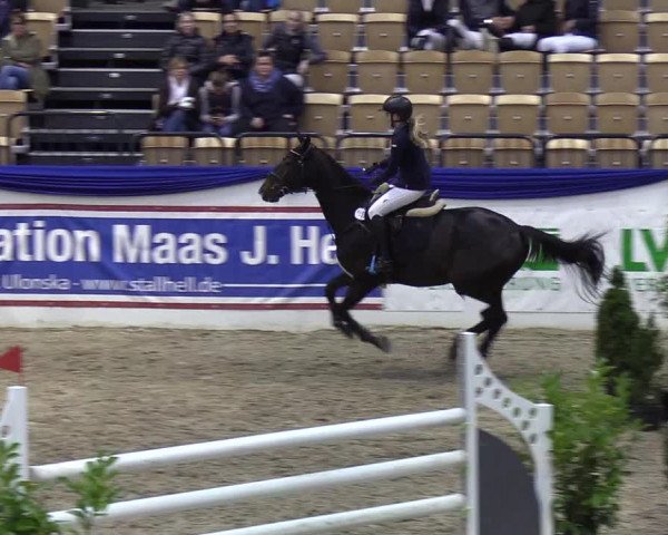 Reitturnier Neumünster 2019