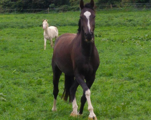 Pferd Don Camillo (Oldenburger Springpferd, 2011, von Diarado)