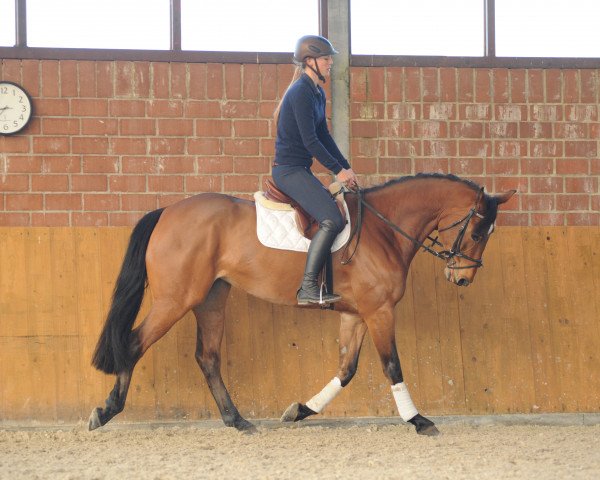 horse Easy-going (KWPN (Royal Dutch Sporthorse), 2012, from Eldorado van de Zeshoek)
