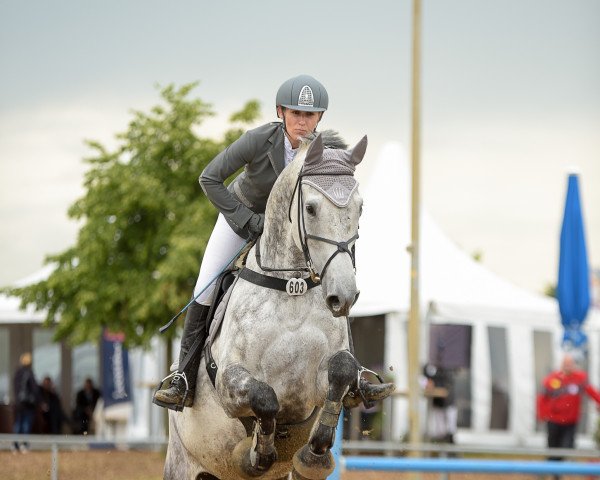 broodmare Frida Gold 3 (Holsteiner, 2007, from Con Air)