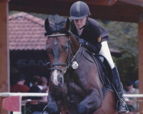 dressage horse Lositano (Holsteiner, 1999, from Liostro)