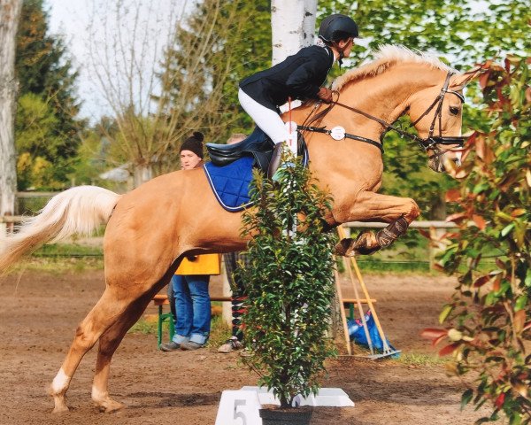 broodmare Iza-Lee (Swedish Warmblood, 2004, from De la Gardie I)
