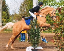 broodmare Iza-Lee (Swedish Warmblood, 2004, from De la Gardie I)