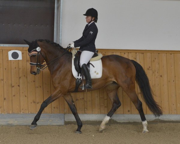 dressage horse Romaneska B (Oldenburg, 2008, from Rubin Royal OLD)