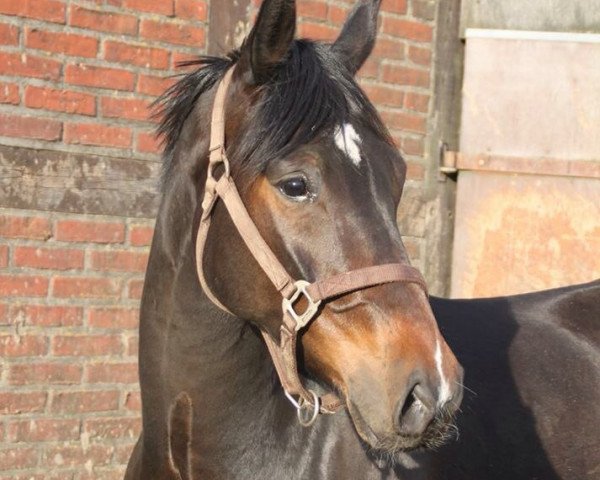 dressage horse Lascarado (Oldenburg, 2010, from Licotus)