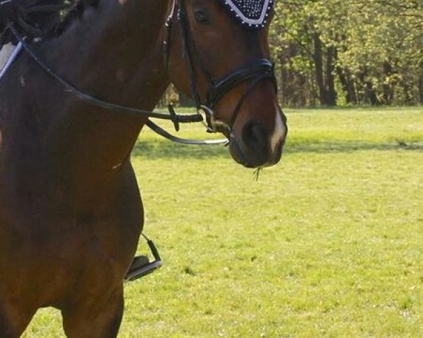 Dressurpferd Royal Flush 22 (Oldenburger, 2009, von Royal Doruto OLD)