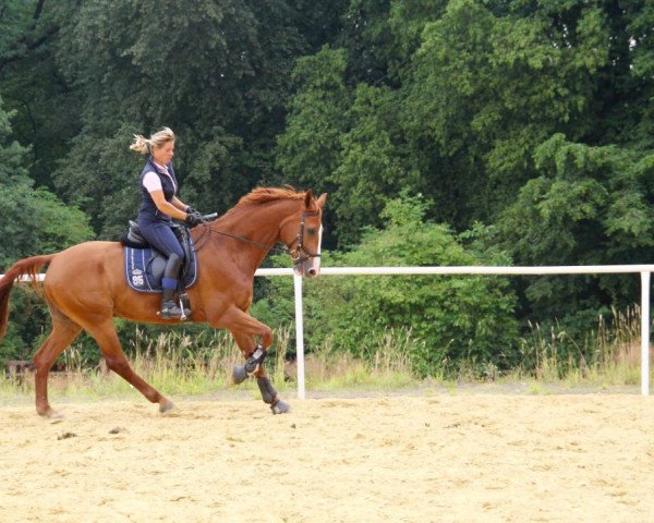Cavallo da salto Eminem 5 (Westfale, 2005, di Ehrentusch)