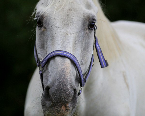 horse Coronell (Holsteiner, 1994, from Campione)