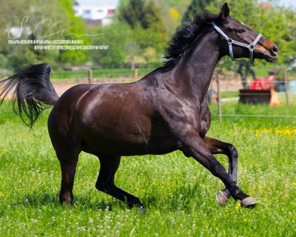dressage horse Signor Rossi 2 (Arab half breed / Partbred, 2002, from Tropenwind AA)