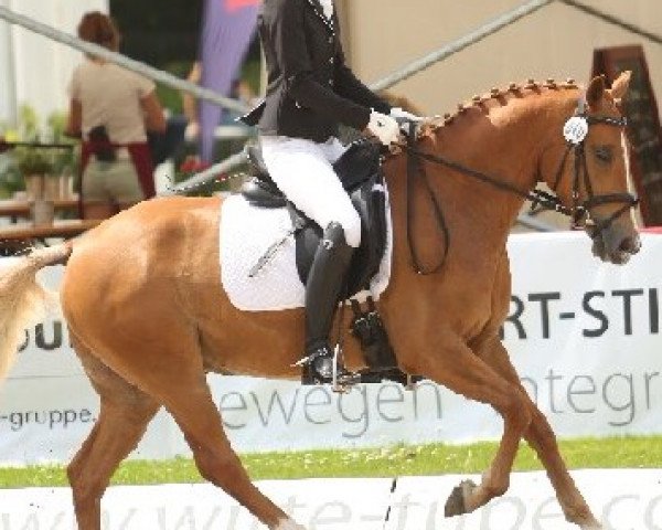 dressage horse Chucki San (German Riding Pony, 2012, from Cream de Luxe K) dressage horse Chucki San (German Riding Pony, 2012, from Cream de Luxe K)
