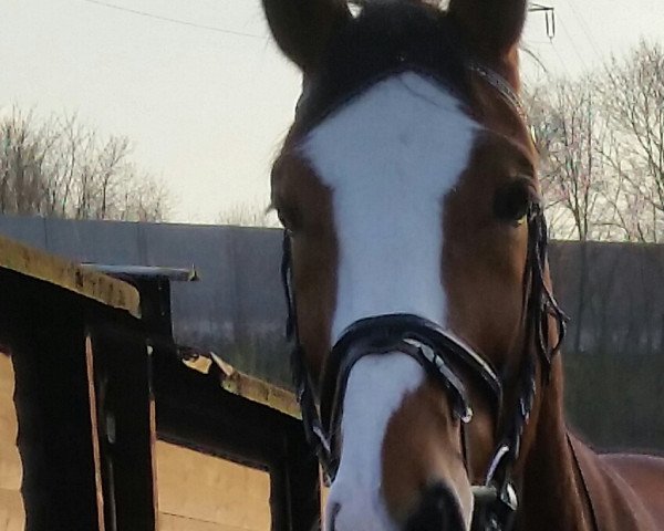 Springpferd Hallo Walter (Hannoveraner, 2009, von Hausherr)