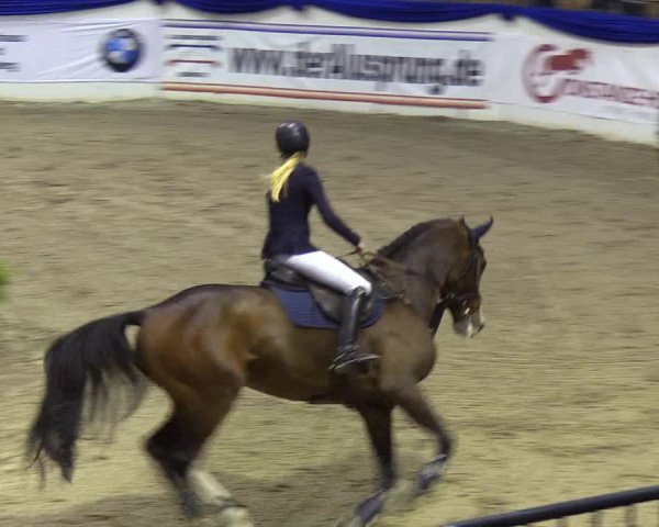 Reitturnier Neumünster 2019