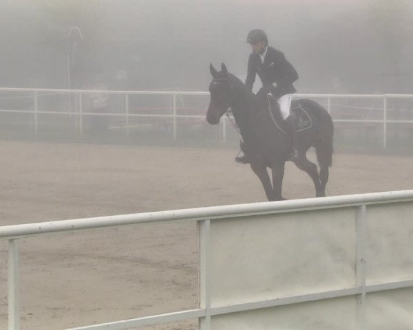Reitturnier Langenau 2019