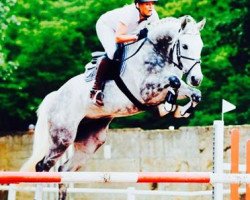 jumper Christo (German Sport Horse, 2010, from Cristallo I)