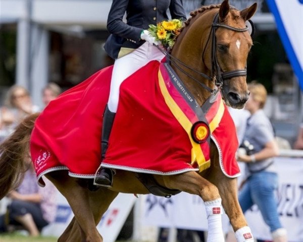 dressage horse Litvinenko Sjaelstofte (Trakehner, 2009, from Imperio 3) dressage horse Litvinenko Sjaelstofte (Trakehner, 2009, from Imperio 3)