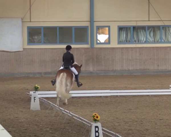 Reitturnier Kreuth/Opf. 2019