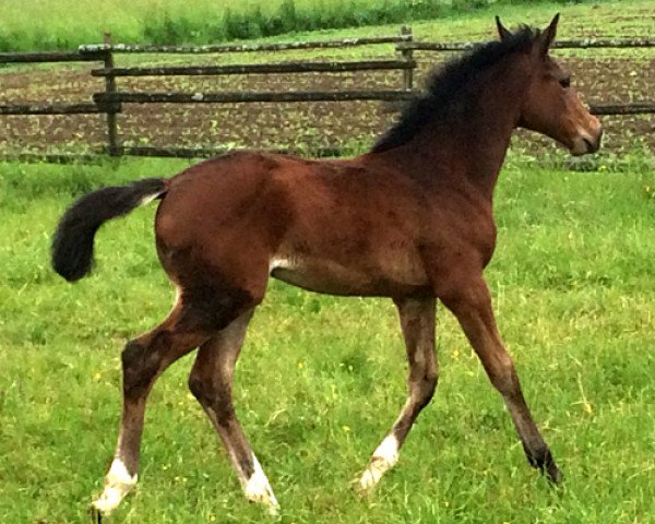 broodmare Final Fantasy 12 (German Sport Horse, 2016, from Feriado)