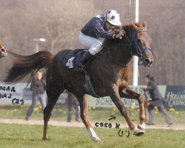 horse Coco K ox (Arabian purebred, 2002, from Marwan I ox)