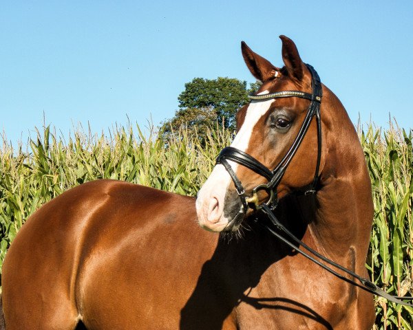 dressage horse Feiner Kerl 84 (Hanoverian, 2010, from Fabregas)