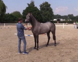 Pferd Caliene SD (Westfale, 2013, von Cayetano L)