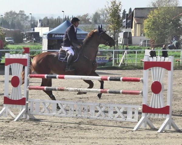 Reitturnier Langenau 2019